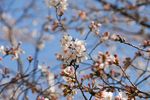 20130321白山神社定点観察枝01