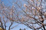 20130321白山神社定点観察枝02