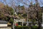 20130321白山神社定点観察枝04