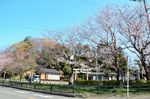 20130323白山神社定点観察枝04