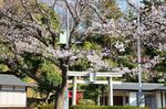 20130323白山神社定点観察枝03