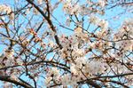 20130323白山神社定点観察枝01