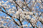 20130323白山神社桜トンネル04