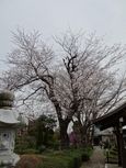 20130323法雲寺サクラ01