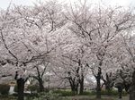 20130326大師公園01