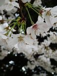 20130327新城神社サクラ05