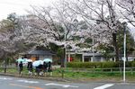 20130325白山神社定点観測枝03