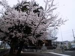 20130328新城神社サクラ01