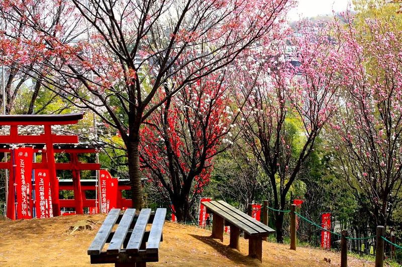 20130326negishiinari05