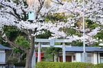 20130328白山神社観察枝03