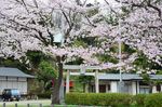 20130330白山神社定点観察枝03