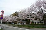 20130330白山神社定点観察枝04