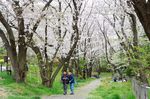 20130330白山神社桜トンネル02