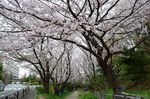 20130330白山神社桜トンネル03