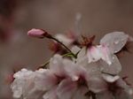 20130331新城神社サクラ07