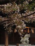 20130331新城神社サクラ03