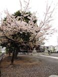 20130331新城神社サクラ02