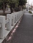 20130331新城神社サクラ01