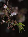 20130401新城神社サクラ02