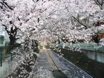 20130401麻生川のサクラ01