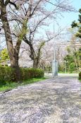 20130401白山神社桜絨毯01