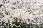 20130401白山神社境内01