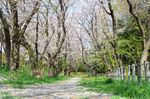 20130401白山神社桜トンネル01