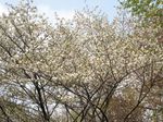 20130401黒川の山桜04