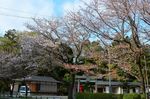 20130404白山神社定点観測枝04