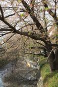 20130404二ケ領本川サクラ01