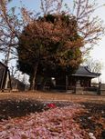 20130405新城神社サクラ06