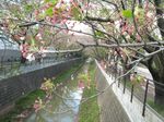 20130407山口橋付近02