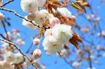 20130411白山神社八重桜白02