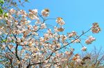 20130411白山神社八重桜白03