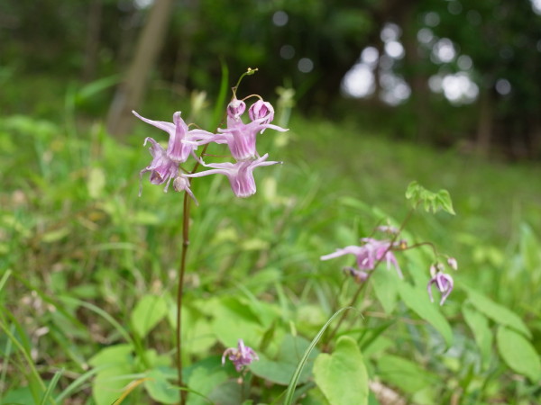 20130427okkoshiyama04