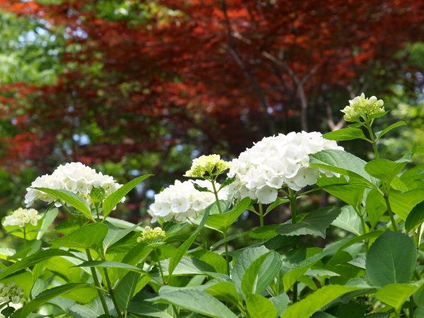 20130602jyokeiji03