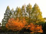 20131116asaomizusyorisenta_koyo01