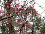 20140124jyokeiji_ume02