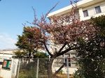 20140201nakaharadesyaku_sakura03