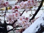 20140208nakaharadensyaku_sakura02