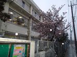 20140208nakaharadensyaku_sakura03