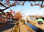 20140223egawaseseragi_kawazu01