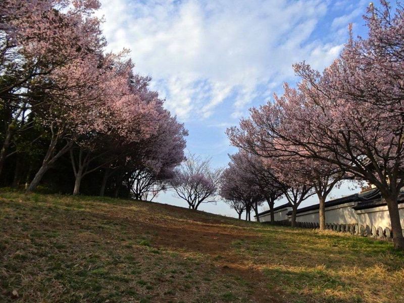 20140329korinji_kohigan01