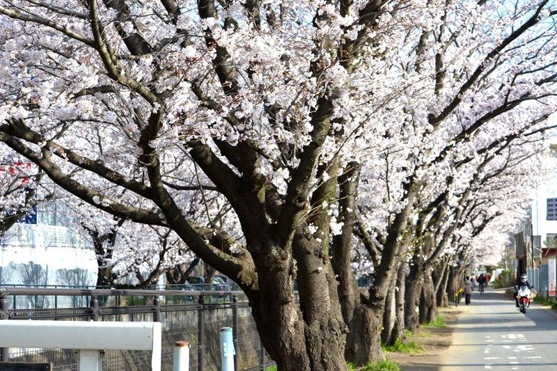 20140401asaogawa_yamaguchibashi01