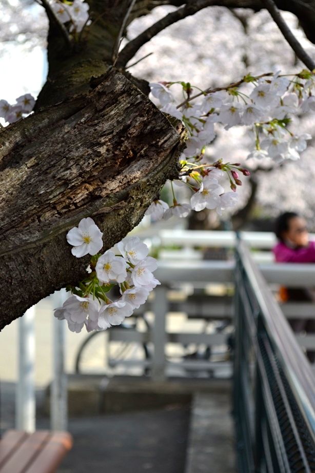 20140401asaogawa_yamaguchibashi06