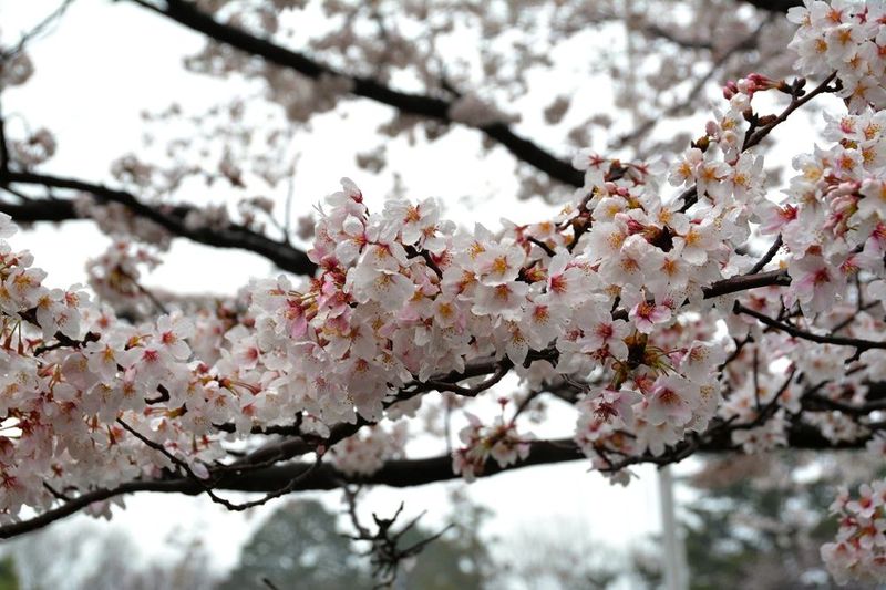 20140403hakusanjinjya01