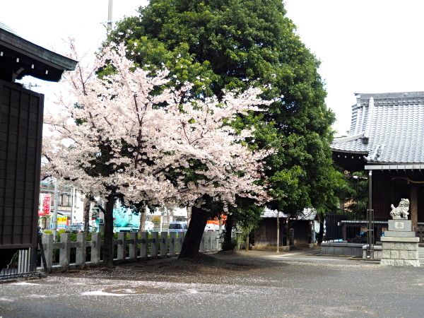 20140404shinjyojinjya01