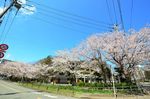 20140404hakusanjinajya03