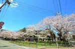 20140404hakusanjinajya03