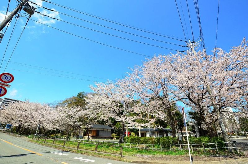 20140404hakusanjinajya03